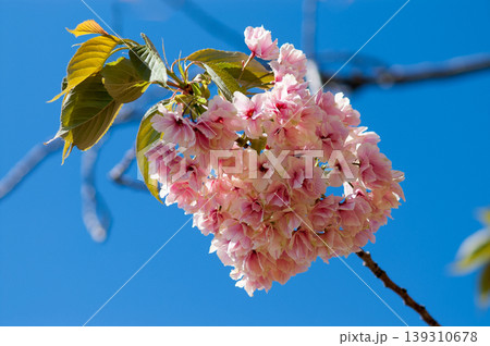 桜 信濃川・やすらぎ堤の化粧咲きの鬱金桜 (うこんざくら) 139310678