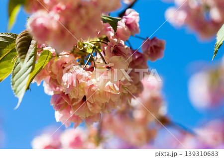 桜 信濃川・やすらぎ堤の化粧咲きの鬱金桜 (うこんざくら) 139310683