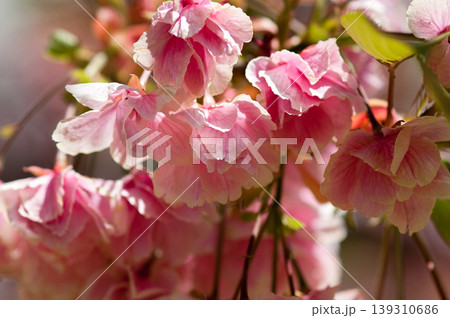 桜 信濃川・やすらぎ堤の化粧咲きの鬱金桜 (うこんざくら) 桜 信濃川・やすらぎ堤の化粧咲きの鬱金桜 (うこんざくら) 139310686