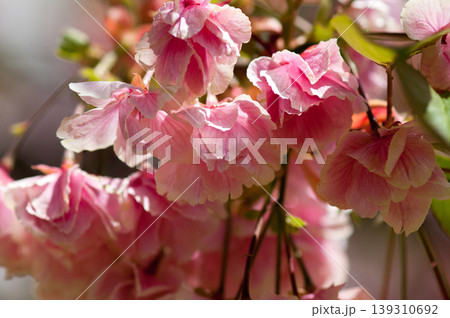 桜 信濃川・やすらぎ堤の化粧咲きの鬱金桜 (うこんざくら) 139310692