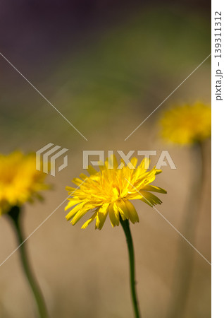 信濃川・やすらぎ堤の豚菜 139311312