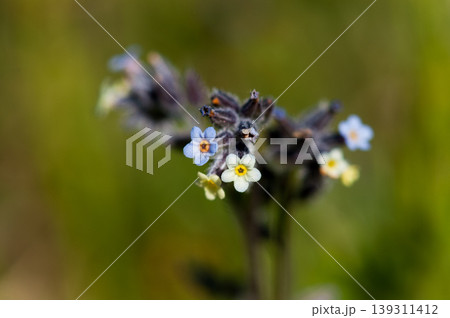 花の色が変化する勿忘草(ミオソティス・ディスカラー:myosotis discolor) 花の色が変化する勿忘草(ミオソティス・ディスカラー:myosotis discolor) 139311412