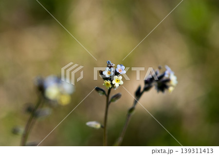 花の色が変化する勿忘草(ミオソティス・ディスカラー:myosotis discolor) 花の色が変化する勿忘草(ミオソティス・ディスカラー:myosotis discolor) 139311413