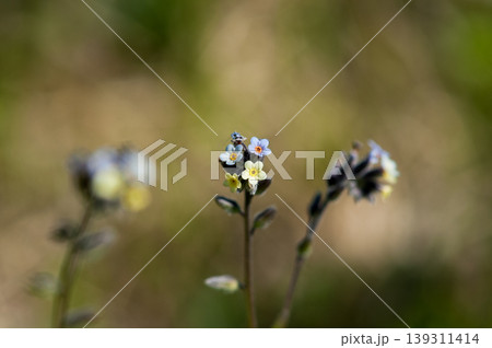 花の色が変化する勿忘草(ミオソティス・ディスカラー:myosotis discolor) 花の色が変化する勿忘草(ミオソティス・ディスカラー:myosotis discolor) 139311414