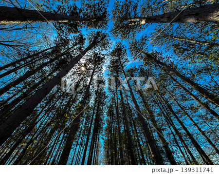 Looking Up at Tall Pine Trees with Sunlight Through Forest Canopy Blue Sky Nature Perspective Scenic Woodland Landscape Outdoor Adventure Tranquil Wilderness View Towering Trees Looking Up at Tall Pine Trees with Sunlight Through Forest Canopy Blue Sky Nature Perspective Scenic Woodland Landscape Outdoor Adventure Tranquil Wilderness View Towering Trees 139311741
