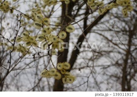Fluffy Yellow Pussy Willow Catkins Blooming in Spring Fluffy Yellow Pussy Willow Catkins Blooming in Spring 139311917