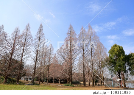 冬の公園　春を待つ　メタセコイアの枝 139311989