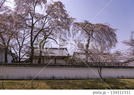 満開のしだれ桜 満開のしだれ桜 139312331