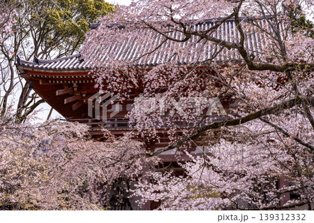 桜に包まれた鐘楼 桜に包まれた鐘楼 139312332