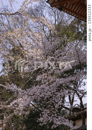 山門の桜の木の下から見上げる 山門の桜の木の下から見上げる 139312333