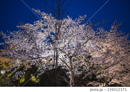 ライトアップされた夜桜 139312371