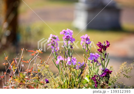 可愛い ストックの花 可愛い ストックの花 139312393