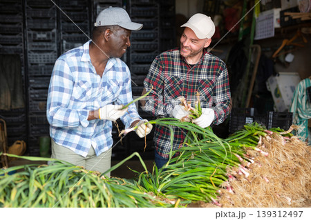 Two farmers checking spring garlic at farm Two farmers checking spring garlic at farm 139312497