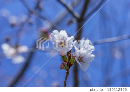 春の訪れ、青空バックに咲く美しい桜の花のアップ 139312596