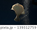 カレイ イシガレイ 海水魚 泳ぐカレイ カレイ正面 カレイの顔 カレイ顔 カレイ イシガレイ 海水魚 泳ぐカレイ カレイ正面 カレイの顔 カレイ顔 139312759
