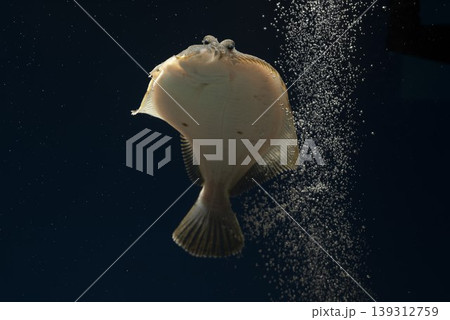 カレイ イシガレイ 海水魚 泳ぐカレイ カレイ正面 カレイの顔 カレイ顔 カレイ イシガレイ 海水魚 泳ぐカレイ カレイ正面 カレイの顔 カレイ顔 139312759