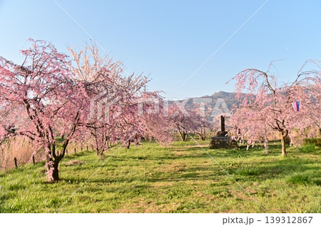 青空をバックに咲き誇るピンク色の枝垂桜 139312867
