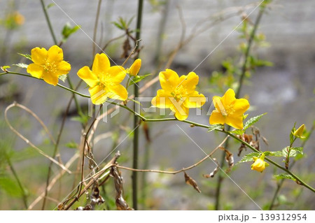 ヤマブキの花が咲く春の川原 ヤマブキの花が咲く春の川原 139312954