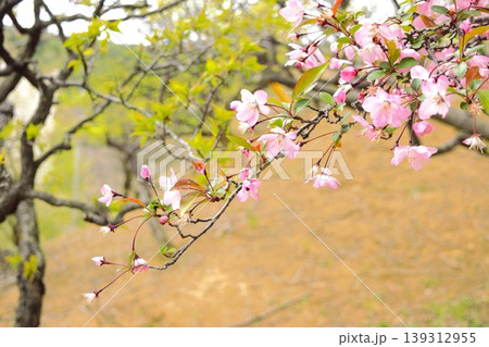 春の公園のハナカイドウの花枝 春の公園のハナカイドウの花枝 139312955