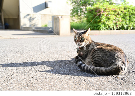 振り返る猫 振り返る猫 139312968