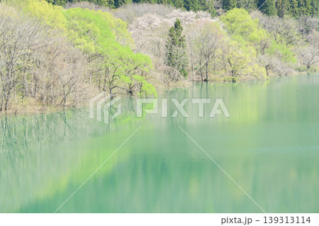 爽やかな春を迎えた錦秋湖 水没林 岩手県 爽やかな春を迎えた錦秋湖 水没林 岩手県 139313114