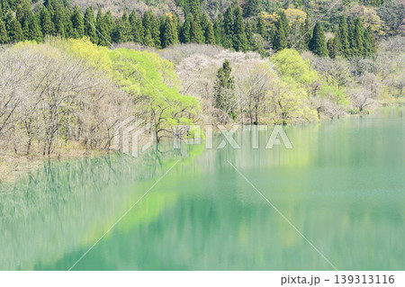 爽やかな春を迎えた錦秋湖 水没林 岩手県 爽やかな春を迎えた錦秋湖 水没林 岩手県 139313116