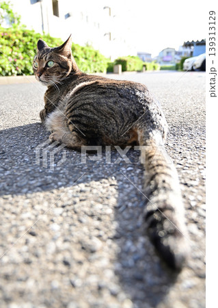 振り返る猫 139313129