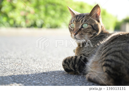 振り返る猫 振り返る猫 139313131