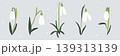 Hand drawn snowdrop flowers colored set 139313139