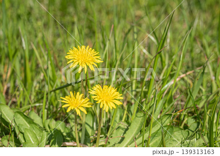 タンポポ 春の野原に咲く黄色い草花 タンポポ 春の野原に咲く黄色い草花 139313163