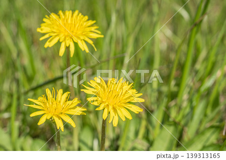 タンポポ 春の野原に咲く黄色い草花 タンポポ 春の野原に咲く黄色い草花 139313165