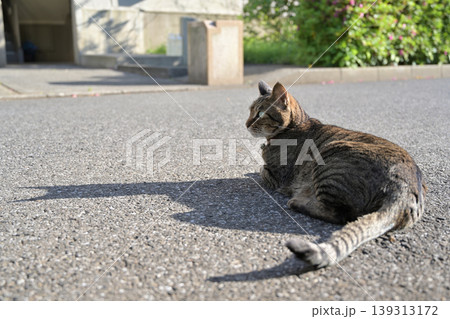 道に寝そべるキジトラ猫 139313172