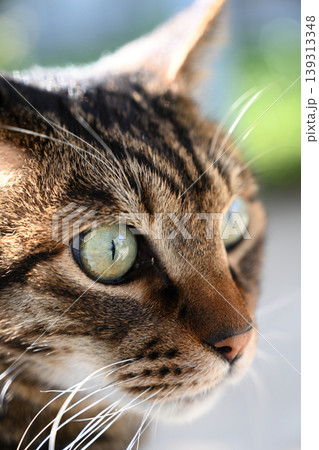キジトラ猫の横顔 キジトラ猫の横顔 139313348