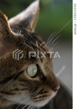 キジトラ猫の横顔 キジトラ猫の横顔 139313350