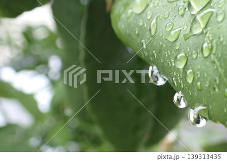 雨上がりの葉に輝く水滴と自然の背景（テキストスペースあり） 139313435