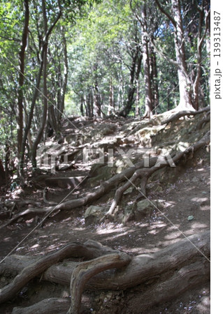高尾山 稲荷山コース 高尾山 稲荷山コース 139313487