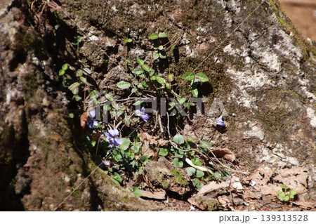 高尾山 稲荷山コース 高尾山 稲荷山コース 139313528