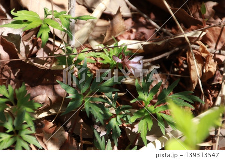 高尾山 稲荷山コース 高尾山 稲荷山コース 139313547