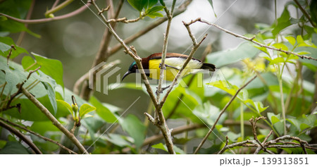 Common visitor in residential areas, Leptocoma minima as know as Crimson-backed sunbird Common visitor in residential areas, Leptocoma minima as know as Crimson-backed sunbird 139313851