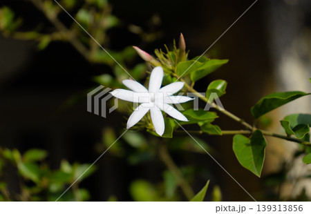 White Star Jasmine flower photograph 139313856