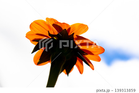 sunflower in the field 139313859