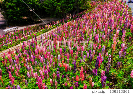 公園の花壇に植えられたルピナス 139313861