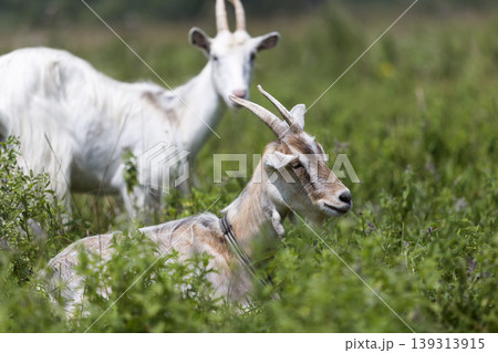 Domestic nice goats with long horns on bright sunny warm summer day grazing in green grassy fields. Domestic nice goats with long horns on bright sunny warm summer day grazing in green grassy fields. 139313915