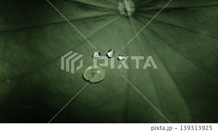 four water droplets on the lotus leaf, it is like a mysterious water creature puts foot on the leaf. four water droplets on the lotus leaf, it is like a mysterious water creature puts foot on the leaf. 139313925