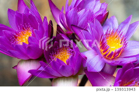 purple tropical water lily 139313943