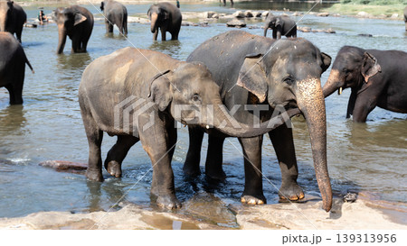 Young elephant love, caring for another in the river 139313956