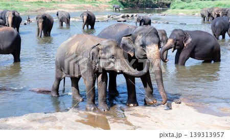 Young elephant love, caring for another in the river Young elephant love, caring for another in the river 139313957