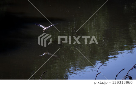 flying bird view from back reflection on the water flying bird view from back reflection on the water 139313960