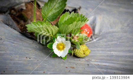 Strawberry flower and strawberry fruit in farm Strawberry flower and strawberry fruit in farm 139313984