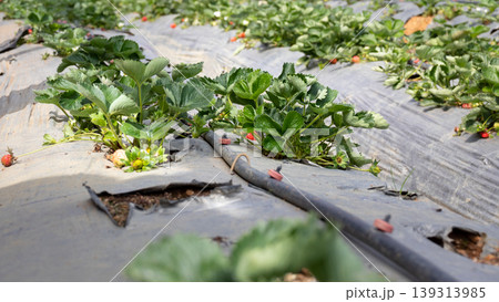 Strawberry farm in Nuwara Eliya 139313985